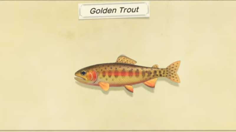 Catch Golden Trout Animal Crossing