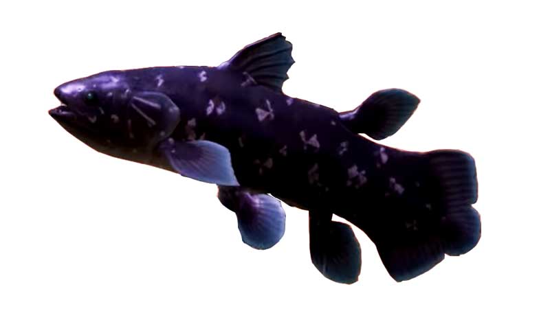 Catch Coelacanth in Animal Crossing New Horizons