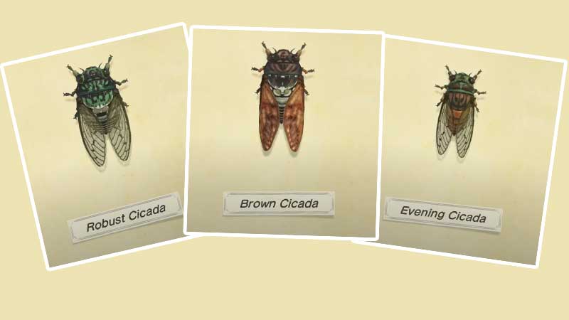 robust-cicada-brown-cicada-evening-cicada-new-horizons
