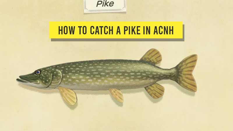 how-to-catch-a-pike-in-animal-crossing-new-horizons