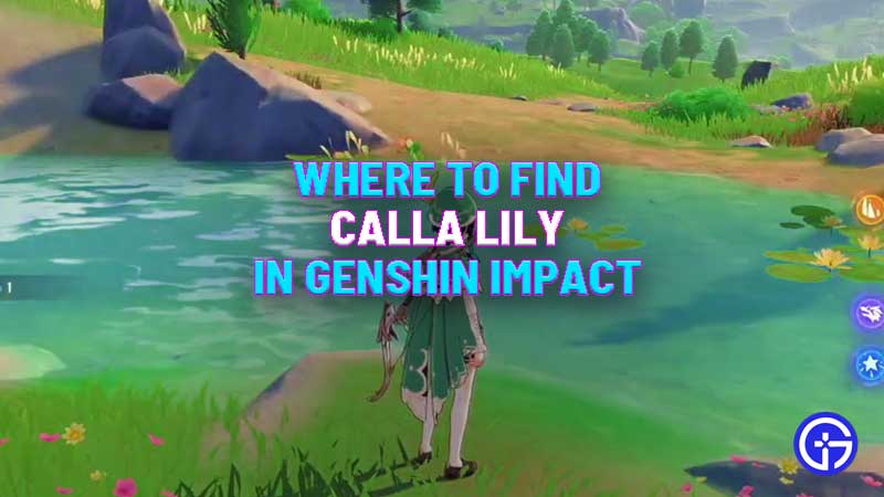 where-to-find-calla-lily-genshin-impact-location