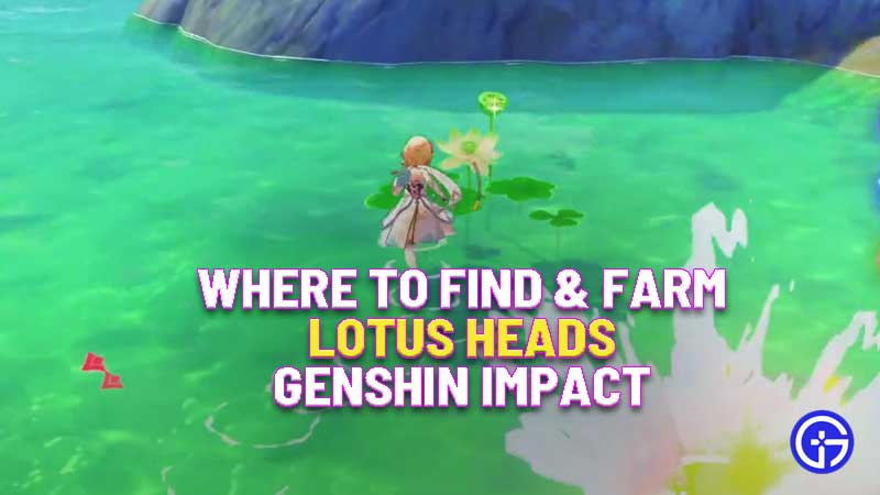 where-to-find-farm-lotus-heads-genshin-impact