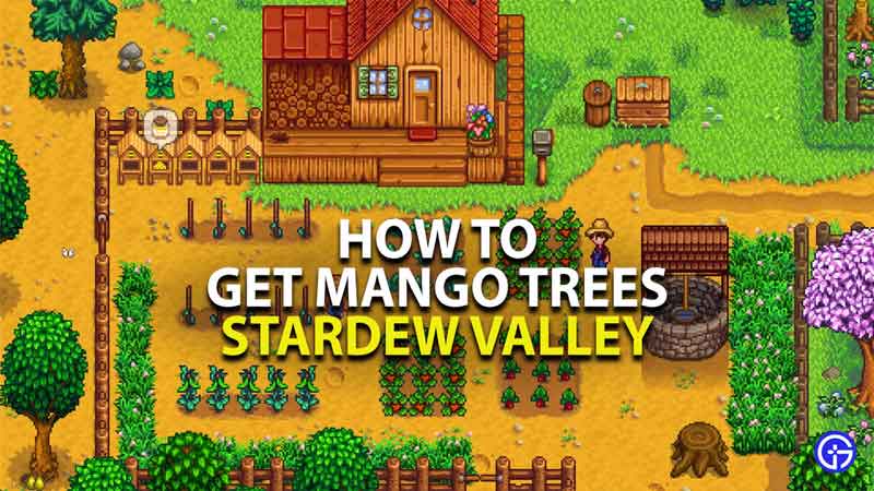 how to get mango trees in stardew valley
