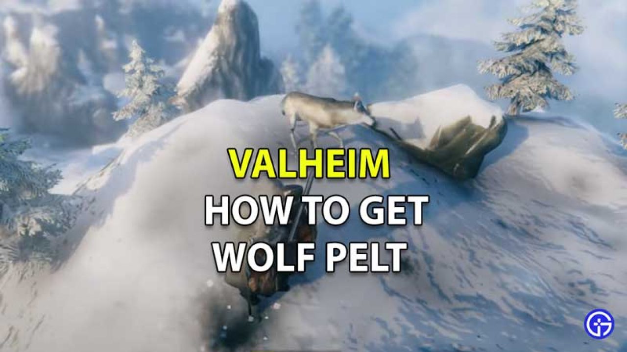 How To Get Wolf Pelt In Valheim Location And Uses - how to make a transformation to wolf roblox