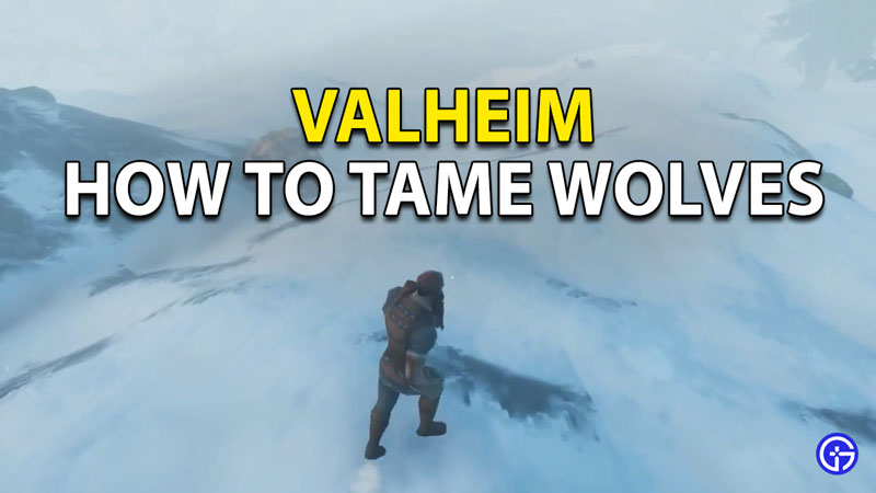 how to tame a wolf