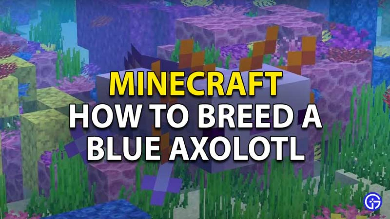 How to get blue axolotl minecraft bedrock survival