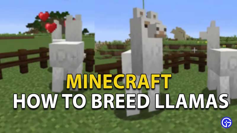 how to breed llamas in minecraft
