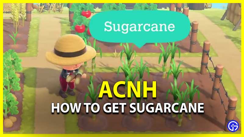 How To Get Sugarcane Crop & Sugar In ACNH
