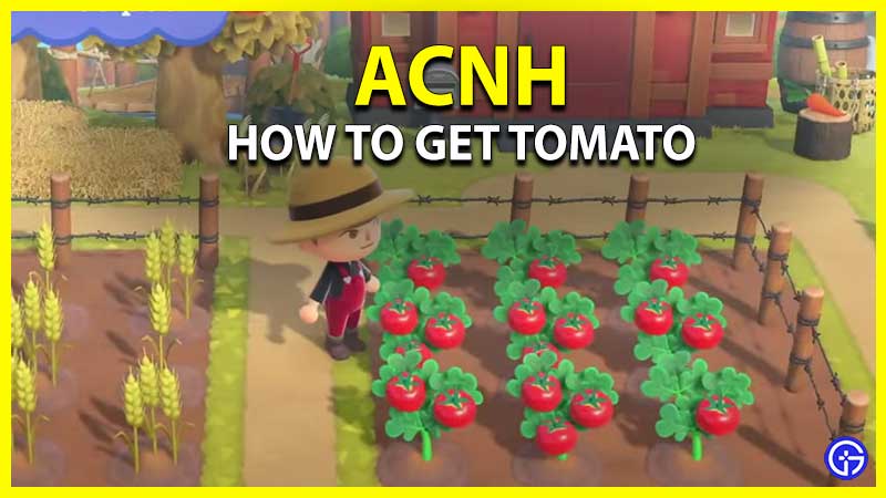How to get tomatoes acnh