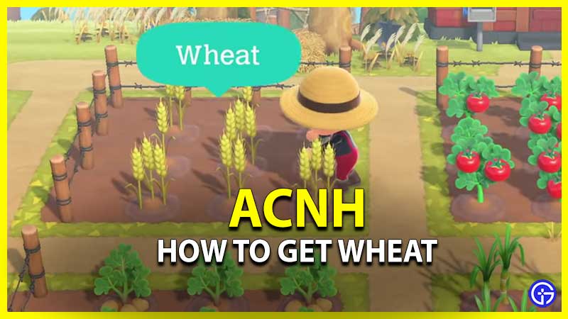 how to get wheat flour crops acnh