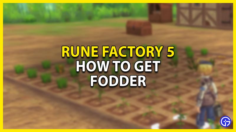 how to get fodder in rune factory 5