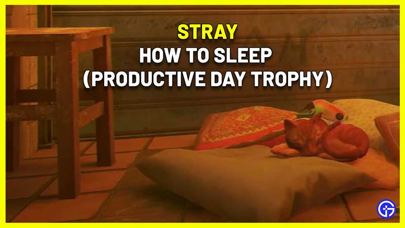 how to sleep stray productive day trophy