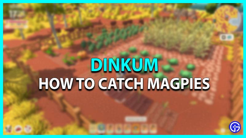 How to Catch Magpies in Dinkum