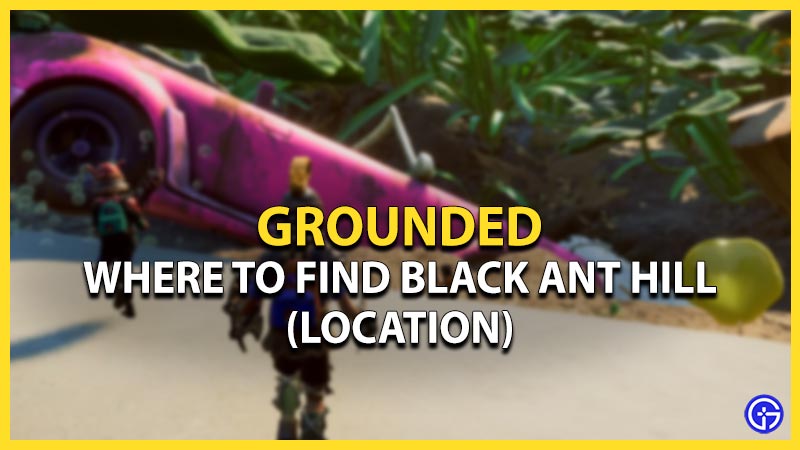 black ant hill grounded