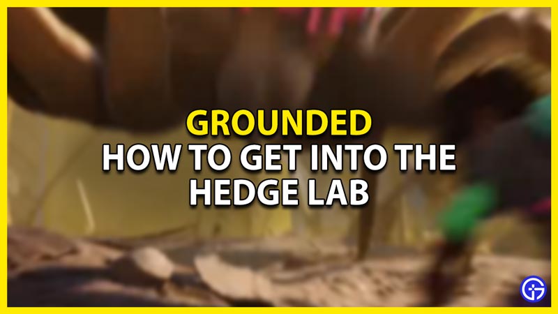 how to get into the hedge lab in grounded