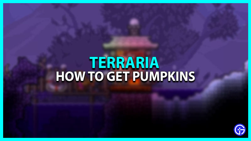 How to get Pumpkins in Terraria