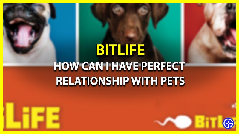 How Can I Have Perfect Relationship With Pets In Bitlife