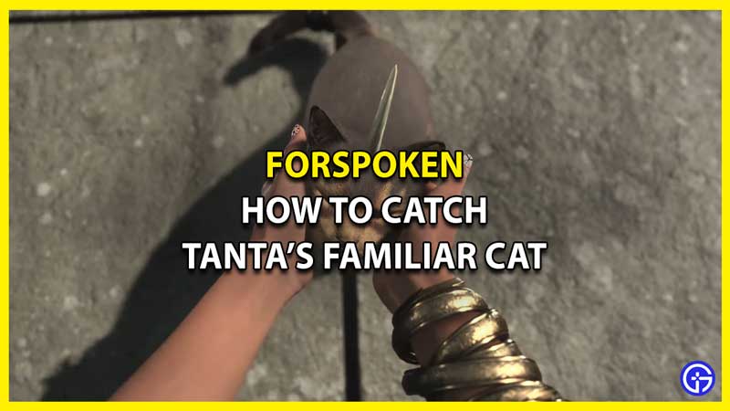 How to Catch Tanta's Familiar Cat in Forspoken