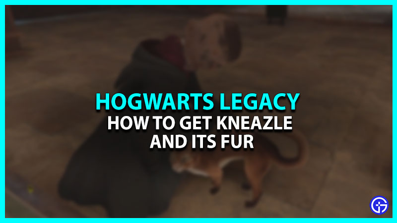 How To Get Hogwarts Legacy Kneazle
