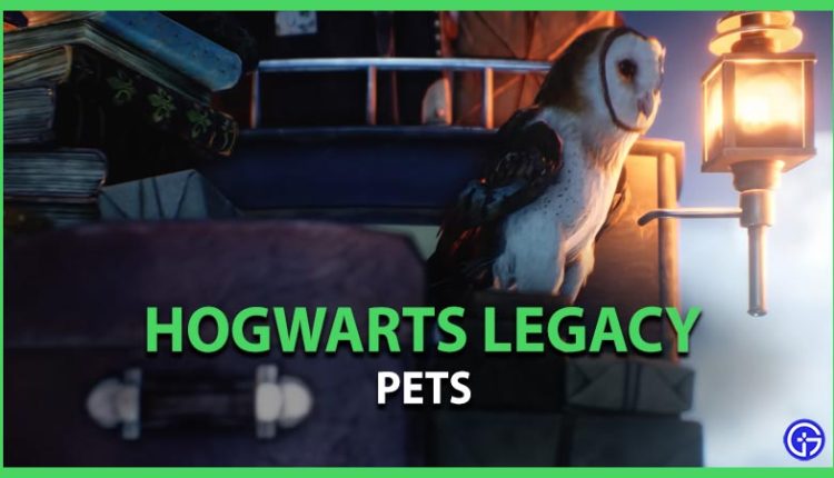 Hogwarts Legacy - Page 30 Of 32 Guides, Tips & Tricks - Gamer Tweak