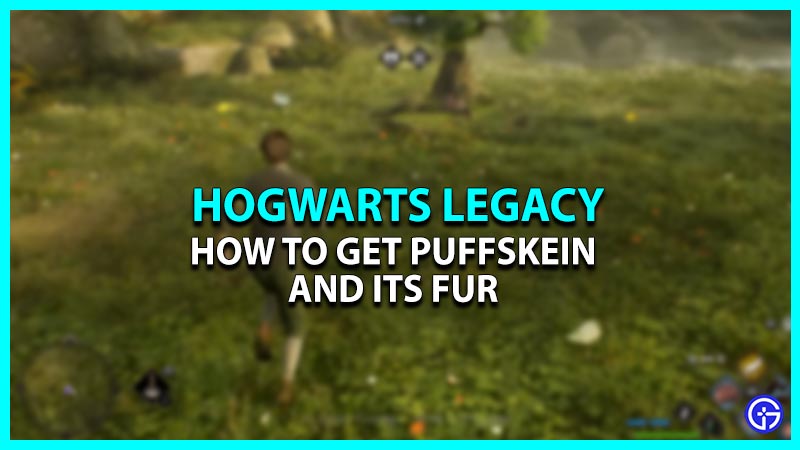 How To Get Hogwarts Legacy Puffskeins