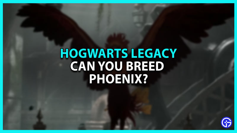 Can You Breed Phoenix in Hogwarts Legacy