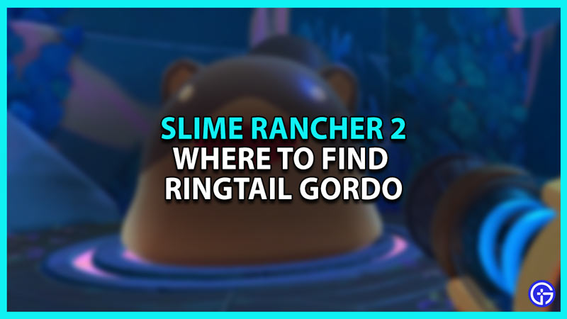 where to find Ringtail Gordo in Slime Rancher 2