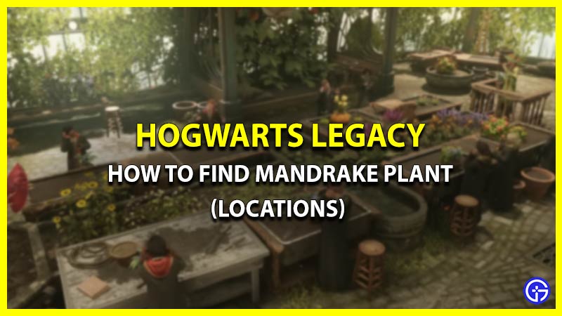 How to get Mandrake Plant In Hogwarts Legacy (Locations)