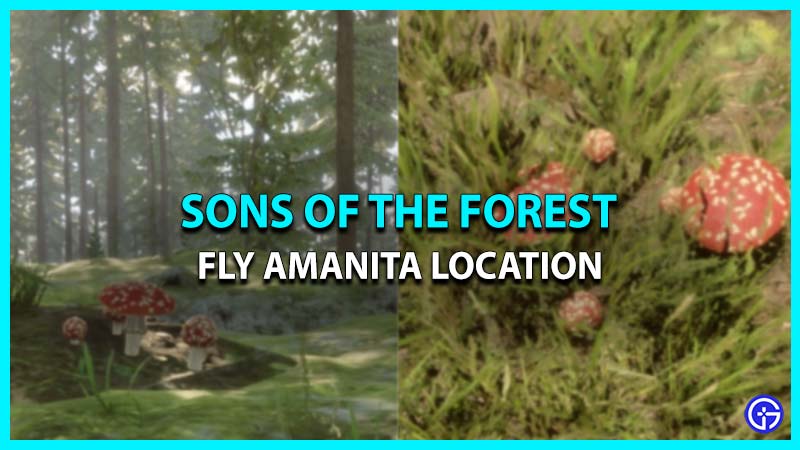 fly amanita location sons of the forest