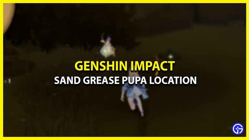 sand grease pupa location genshin impact