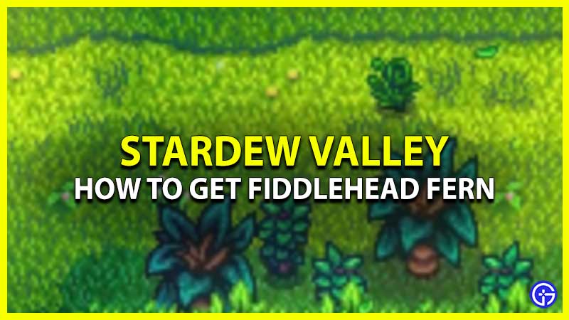 How To Get Fiddlehead Fern In Stardew Valley