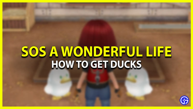 how to get ducks in story of seasons a wonderful life
