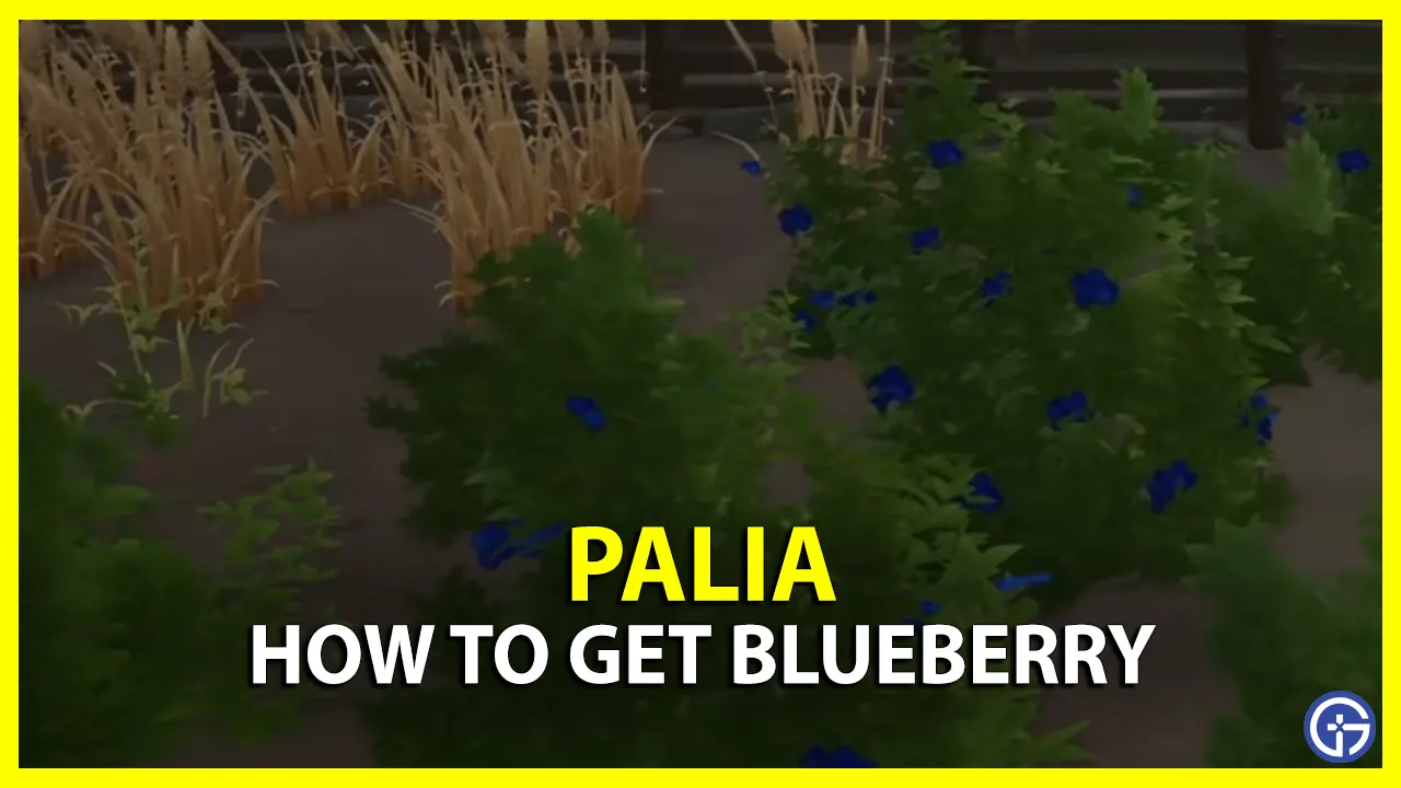How To Get Blueberry In Palia