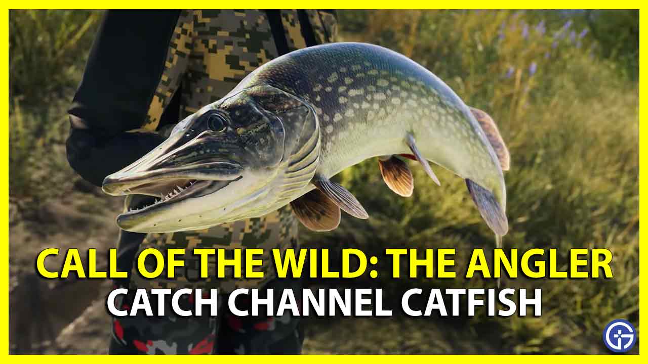 catch channel catfish call of the wild the angler