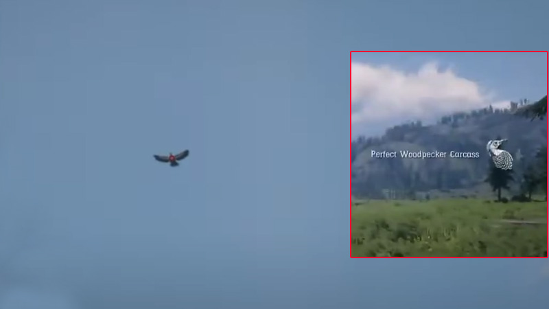 RDR2 Woodpecker Locations Guide